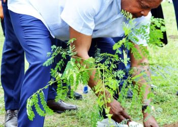 Journée nationale de l’arbre / un moyen de lutter contre les changements climatiques