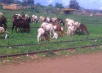 Activités Agro pastorales : Des bergers aperçus à Dolisie