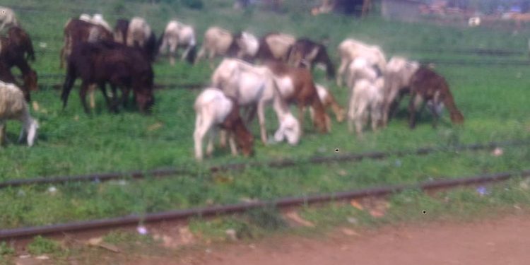 Activités Agro pastorales : Des bergers aperçus à Dolisie